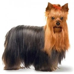 The ideal token of love for your precious pet